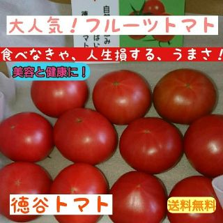 高知県産 徳谷トマト フルーツトマト 送料無料 約1kg(野菜)