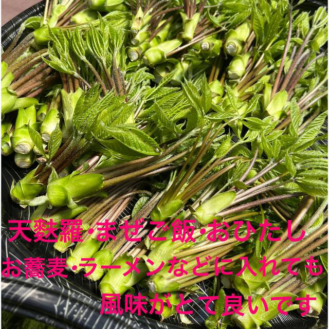 コシアブラ 食品/飲料/酒の食品(野菜)の商品写真