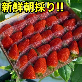 かんちゃん農園のあまいいちご(フルーツ)