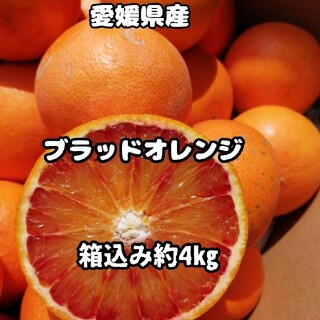 愛媛県産　タロッコオレンジ　箱込み約4㎏　柑橘　みかん　ブラッドオレンジ(フルーツ)