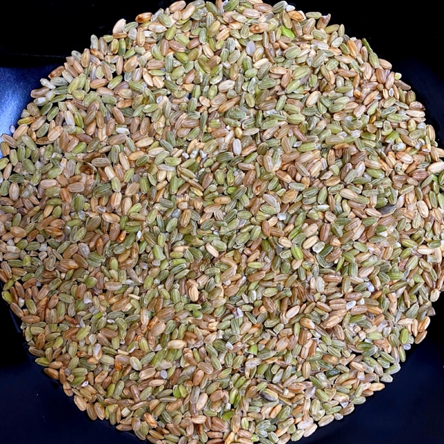 くず米 くず玄米 20kg 鳥のエサ 青米 飼料用米 R4年産コシヒカリ100%