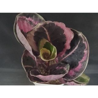 観葉植物☆カラテア属★レッドモジョ②4号鉢（高さ約30cm）(その他)