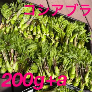 コシアブラ(野菜)