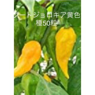 ブートジョロキア黄色　種50粒(その他)