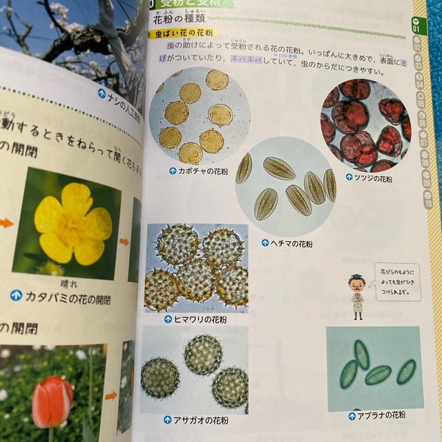 浜学園小6理科テキスト1年分 浜学園理科教材 市販参考書の通販 浜学園小6理科テキスト1年分 浜学園理科教材 市販参考書の通販