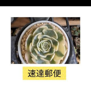 多肉植物　ルノーディーン　抜き苗速達郵便代金(その他)