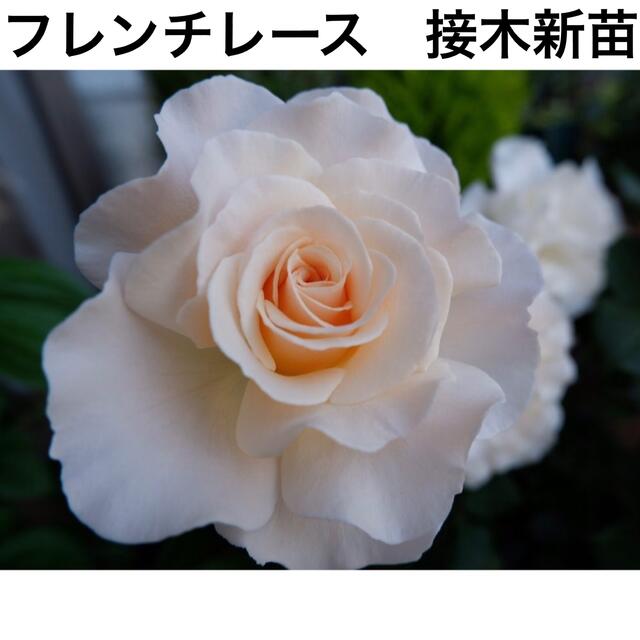 白薔薇★フレンチレース★大輪★バラ苗　薔薇苗★薔薇★強健★強香★バラ