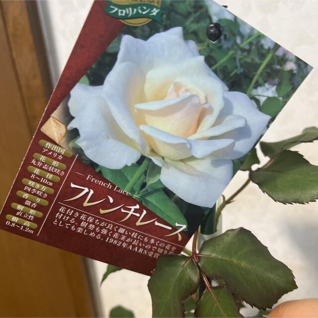 白薔薇★フレンチレース★大輪★バラ苗　薔薇苗★薔薇★強健★強香★バラ ハンドメイドのフラワー/ガーデン(その他)の商品写真