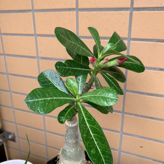 多肉植物の土 サボテンの土 多肉植物用土 塊根植物の土 ハンドメイドのフラワー/ガーデン(その他)の商品写真