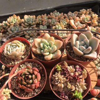 お買い得❣️多肉植物韓国苗セット(その他)