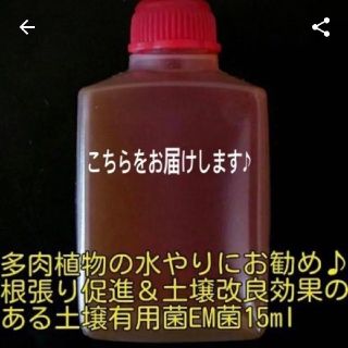 根張り抜群‼︎土壌改良 EM菌 お試し15ml(その他)