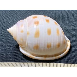 貝殻 標本のフリマアイテム一覧 貝殻 標本のフリマアイテム一覧