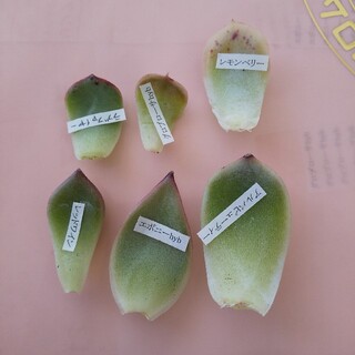 多肉植物 韓国苗の葉挿し 6種類セット(その他)