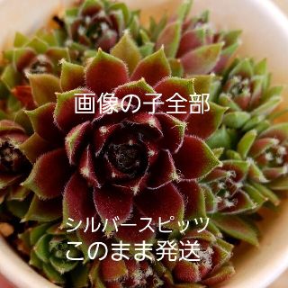 多肉植物 センペルビウム シルバースピッツ このまま発送(その他)