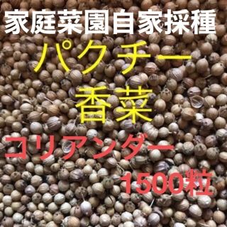 　毎年自家採種、継いてきた  パークチ、香菜のタネ 1セット 1500粒(野菜)