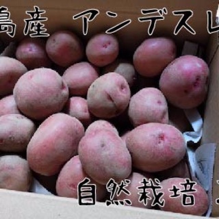 屋久島 無農薬・自然栽培 じゃがいも アンデスレッド 2.5kg(野菜)