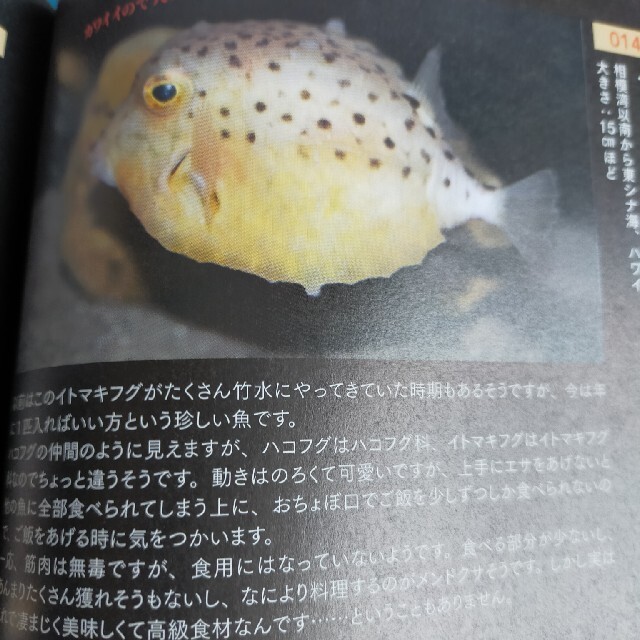 竹島水族館の本とどうぶつのくに エンタメ/ホビーの本(科学/技術)の商品写真