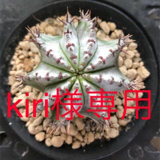 ユーフォルビア　ホリダ　抜き苗(その他)