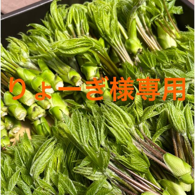 コシアブラ 食品/飲料/酒の食品(野菜)の商品写真