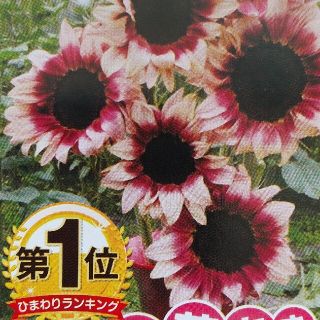 花の種         プロカットプラム(その他)