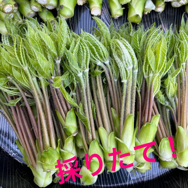 コシアブラ　山菜 食品/飲料/酒の食品(野菜)の商品写真