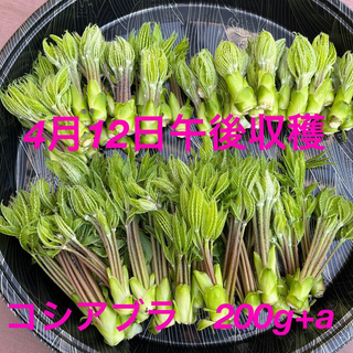 コシアブラ　山菜(野菜)