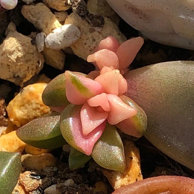 多肉植物^o^ 葉挿し赤ちゃんピーチ姫