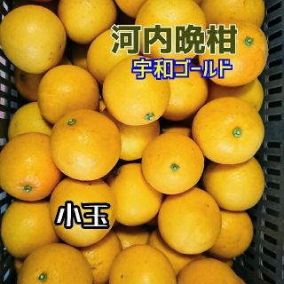 愛媛産【農家直送】☆河内晩柑(宇和ゴールド)☆ 小玉 10ｷﾛ箱(フルーツ)