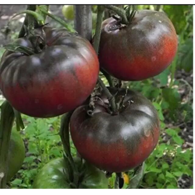 黒大玉トマト種八粒 食品/飲料/酒の食品(野菜)の商品写真