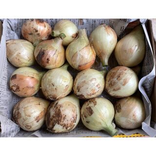 新玉ねぎ 極早生 Sサイズ 無農薬 コンパクトボックス(野菜)