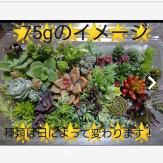 おまかせ100g以内（ネック虹ブロンズなし、子持ちレンゲ入り）(その他)