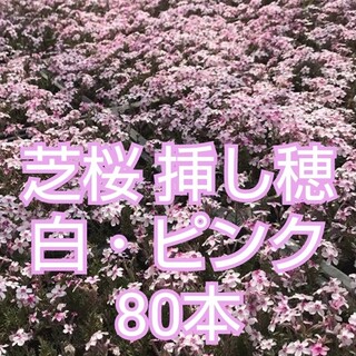 芝桜 挿し穂 白・ピンク80本(その他)