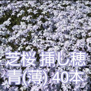 芝桜 挿し穂 青(薄)40本(その他)