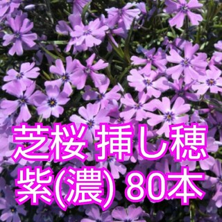 芝桜 挿し穂 紫(濃)80本(その他)