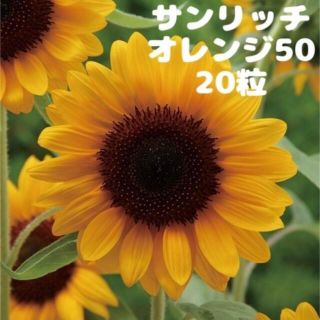 切り花向き♪  ひまわり  種  オレンジ  20粒   低丈  ミニひまわり(その他)