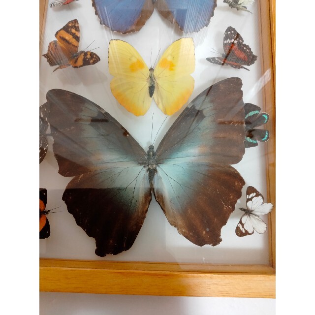 サイズ 蝶々☆標本 by ボックス｜ラクマ ペルー産の通販 カテゴリ
