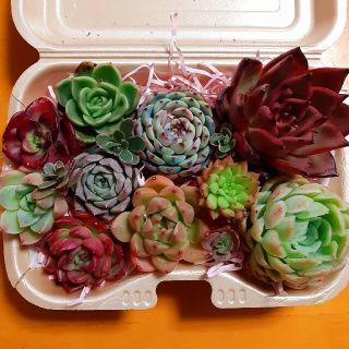 多肉植物　10種類　カット苗　詰め合わせ(その他)