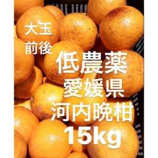 愛媛県産　低農薬　宇和ゴールド　河内晩柑　柑橘　15kg(フルーツ)