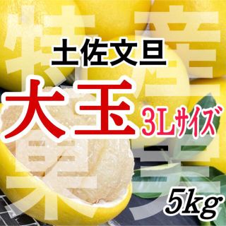 土佐文旦大玉 5kg(フルーツ)