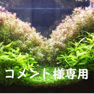 ロタラ レディッシュ15本おまけ有り(アクアリウム)