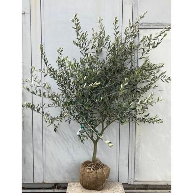 現品 オリーブの高木 ルッカ 成木クォンティティー1 6 天機頭蓋骨含まず 09 苗木 植木 鉢植え Whirledpies Com