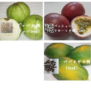 RS0413 グァバ白＆パッションフルーツ＆パパイヤ&の種　Seed　果物のたね(フルーツ)