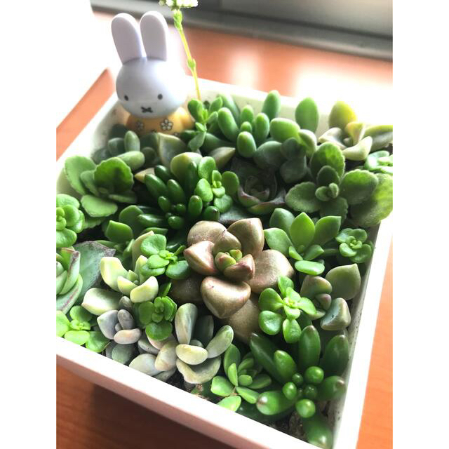 多肉植物　ちまちま寄せ植え　カット苗 ハンドメイドのフラワー/ガーデン(その他)の商品写真