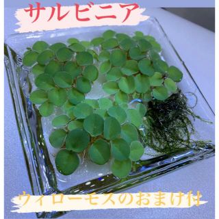 サルビニア ククラータ 3株＋少量のウィローモス(アクアリウム)