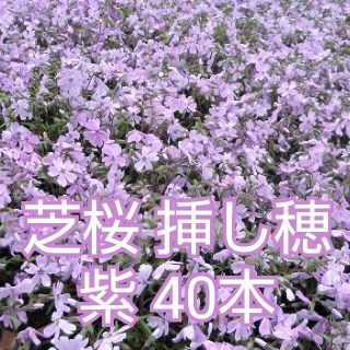 芝桜 挿し穂 120本（ストライプ、紫、紫(濃) 各40本）(その他)