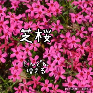 芝桜 根付き苗(その他)