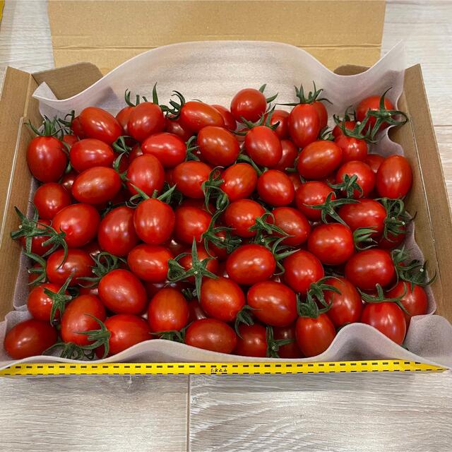 農園直送　プリッとコクうま　新鮮　ミニトマト　ソラリーノ　1kg 食品/飲料/酒の食品(野菜)の商品写真