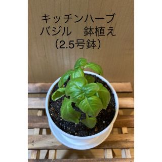  無農薬キッチンハーブ　バジル　鉢植え（2.5号）(その他)