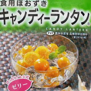 食用ほおずき：キャンディランタン苗(その他)