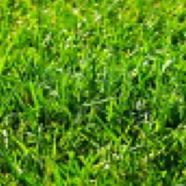 eeej様専用　100g芝生の種　クリーピングレッドフェスクカージナル ハンドメイドのフラワー/ガーデン(その他)の商品写真